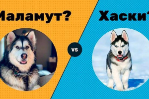 Маламут или хъски - кого да изберем? Маламут или хъски - кого да изберем?